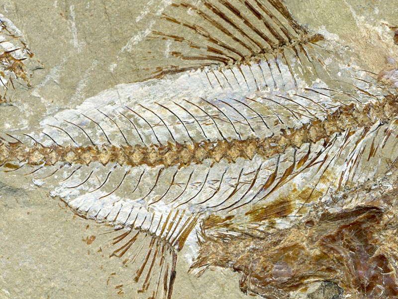 Fisch aus der Unterkreide des Libanon