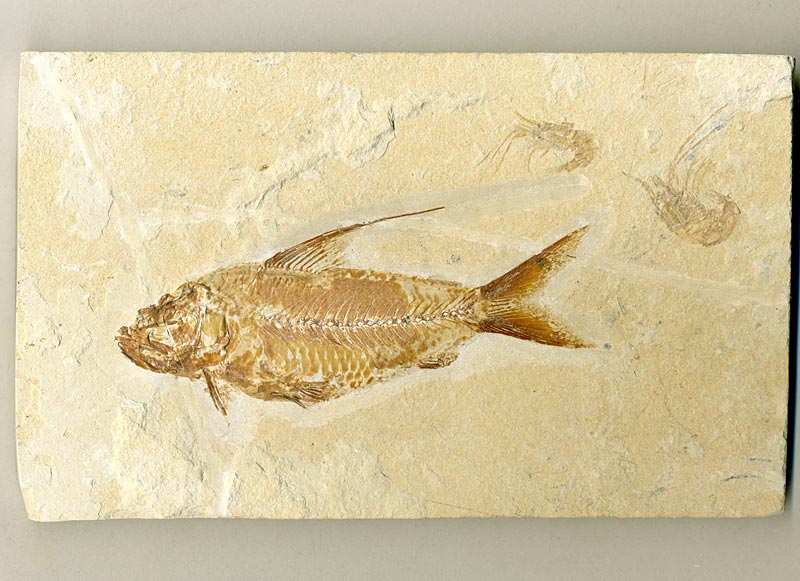 Fisch aus der Unterkreide des Libanon