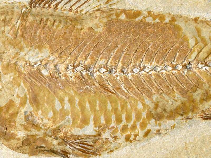 Fisch aus der Unterkreide des Libanon