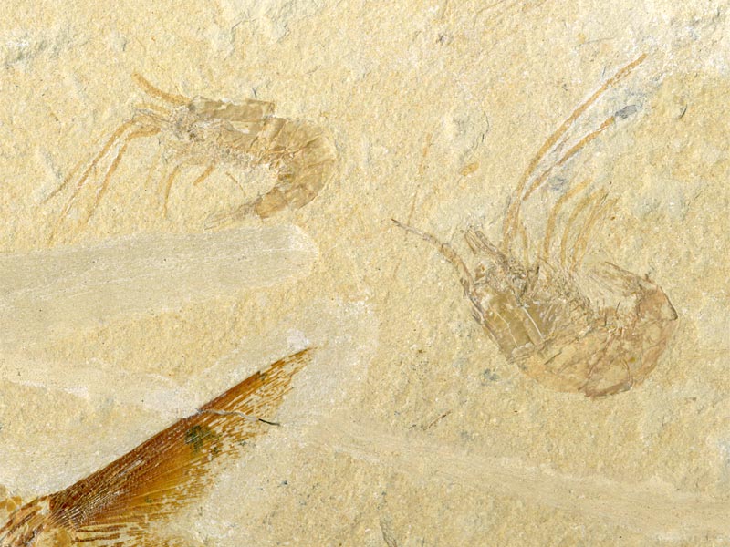 Fisch aus der Unterkreide des Libanon