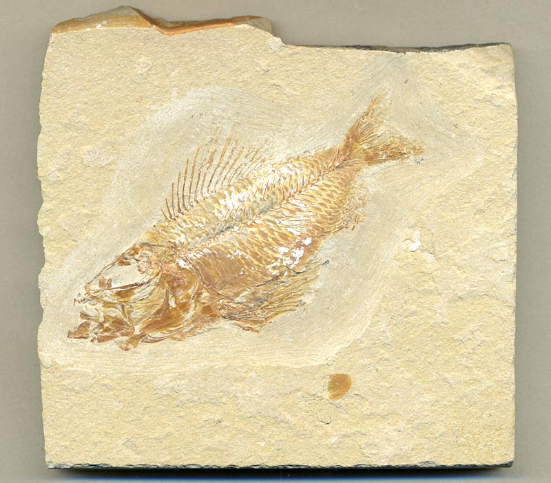 Fisch aus der Unterkreide des Libanon