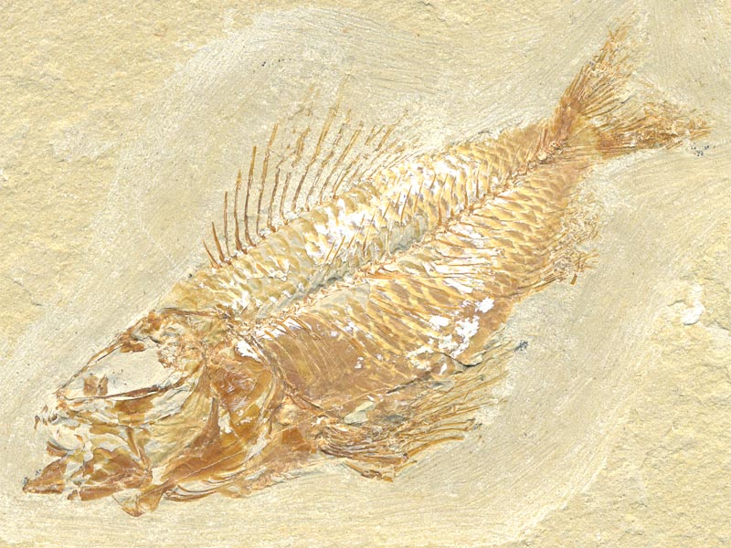 Fisch aus der Unterkreide des Libanon