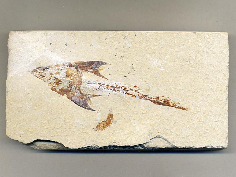 Fisch aus der Unterkreide des Libanon