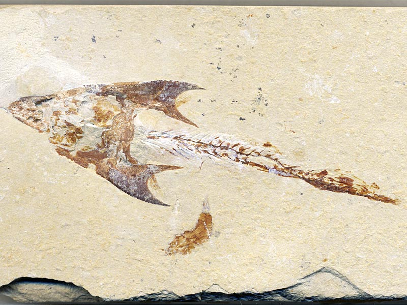 Fisch aus der Unterkreide des Libanon