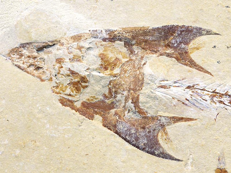 Fisch aus der Unterkreide des Libanon