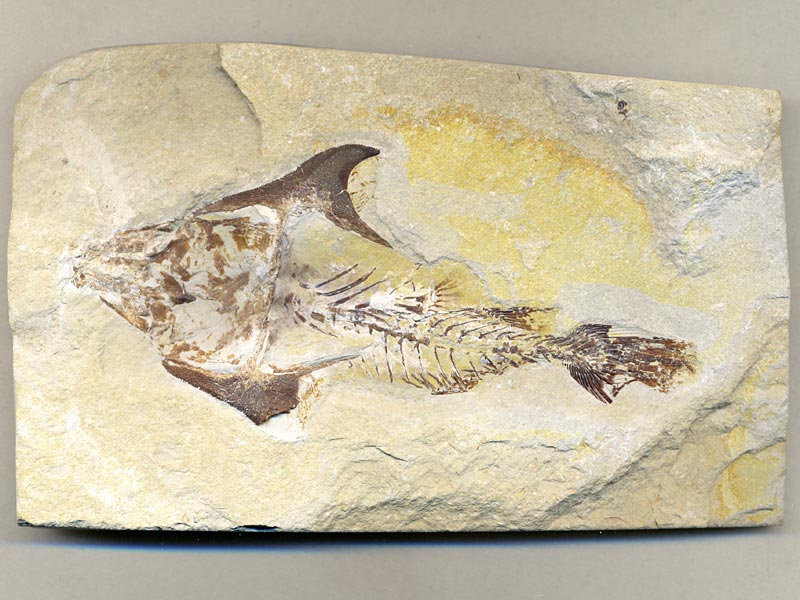 Fisch aus der Unterkreide des Libanon