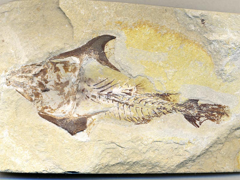 Fisch aus der Unterkreide des Libanon