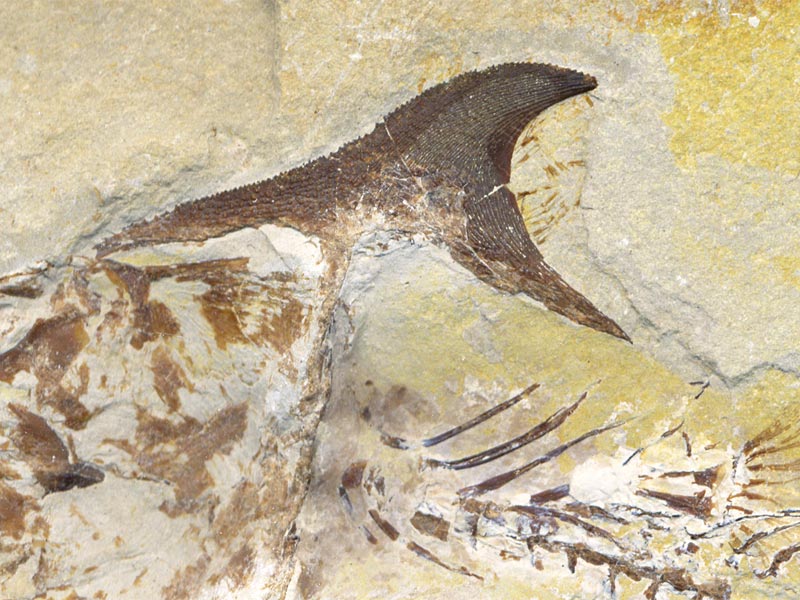 Fisch aus der Unterkreide des Libanon