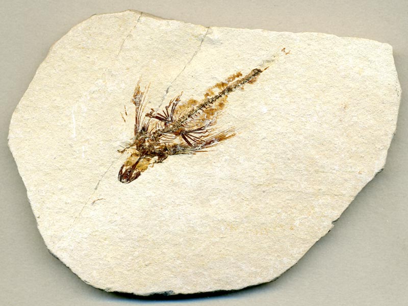 Fisch aus der Unterkreide des Libanon