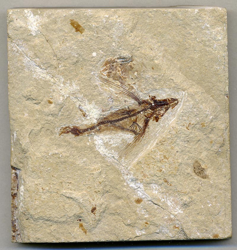 Fisch aus der Unterkreide des Libanon