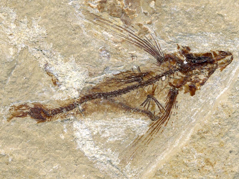 Fisch aus der Unterkreide des Libanon