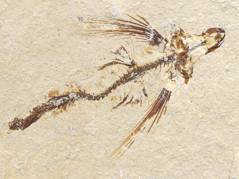 Fisch aus der Unterkreide des Libanon