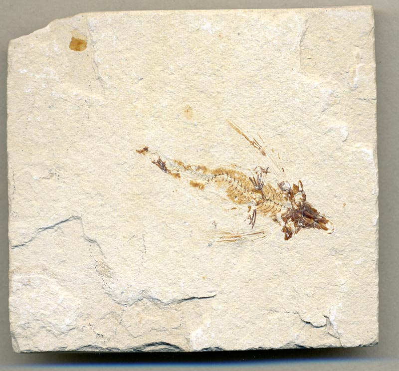 Fisch aus der Unterkreide des Libanon