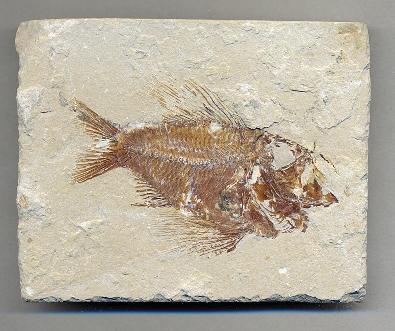 Fisch aus der Unterkreide des Libanon