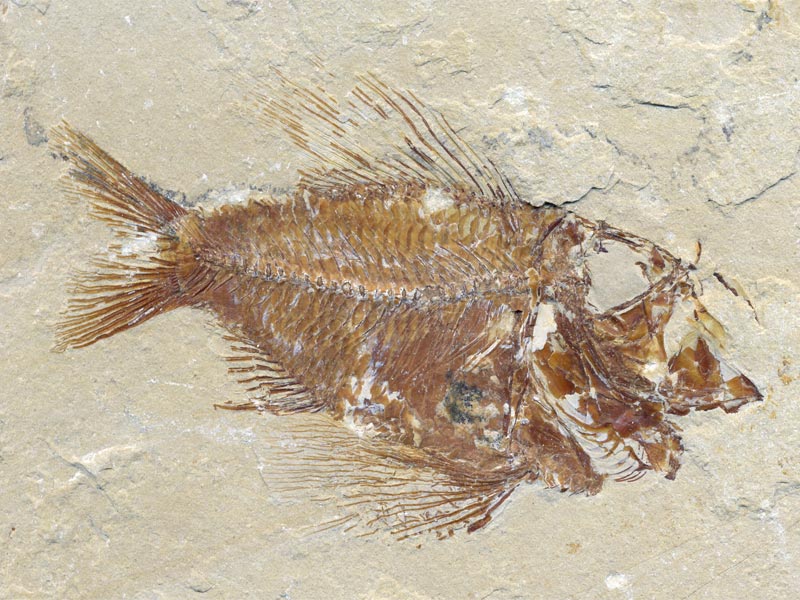 Fisch aus der Unterkreide des Libanon