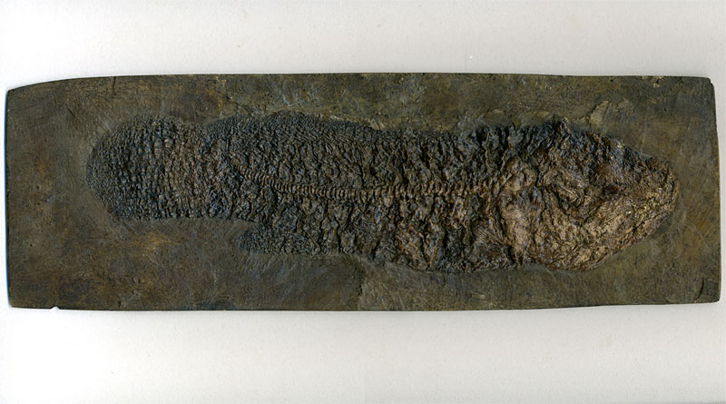 Schlammfisch aus der Grube Messel