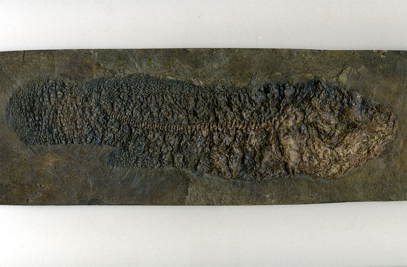 Schlammfisch aus der Grube Messel