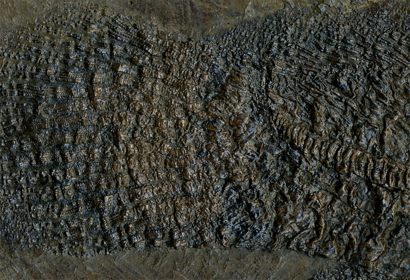 Schlammfisch aus der Grube Messel
