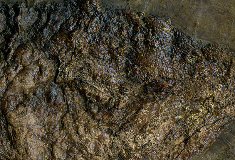 Schlammfisch aus der Grube Messel