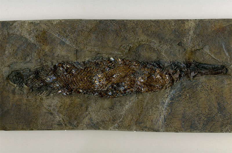Knochenhecht aus der Grube Messel