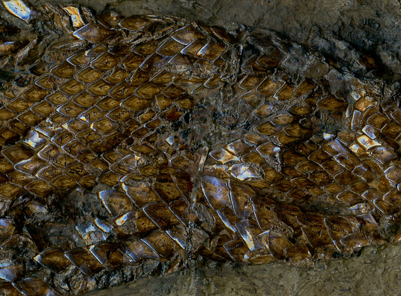 Knochenhecht aus der Grube Messel