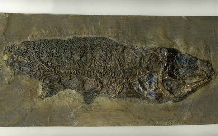 Knochenfisch aus der Grube Messel