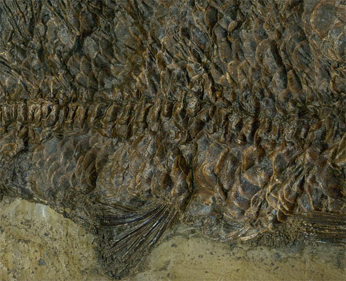 Knochenfisch aus der Grube Messel