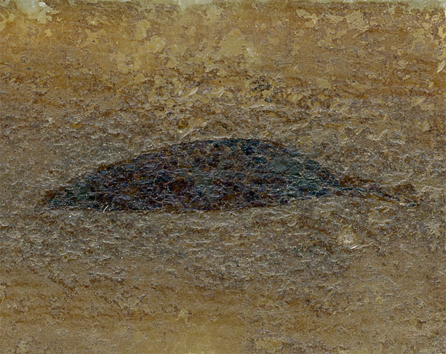 Seerosenblatt aus der Grube Messel