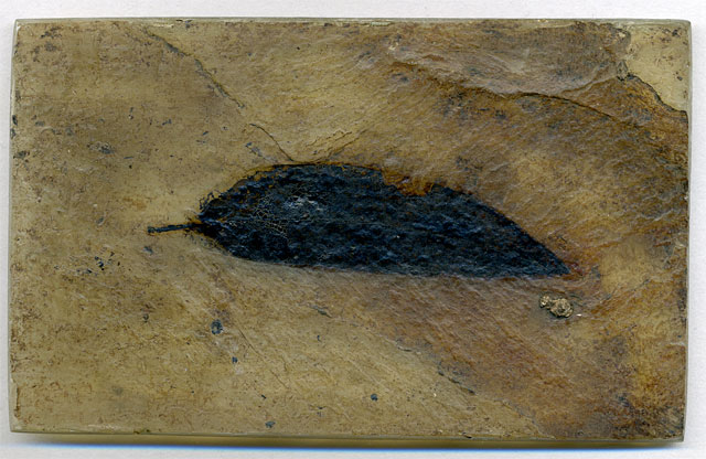 Seerosenblatt aus der Grube Messel