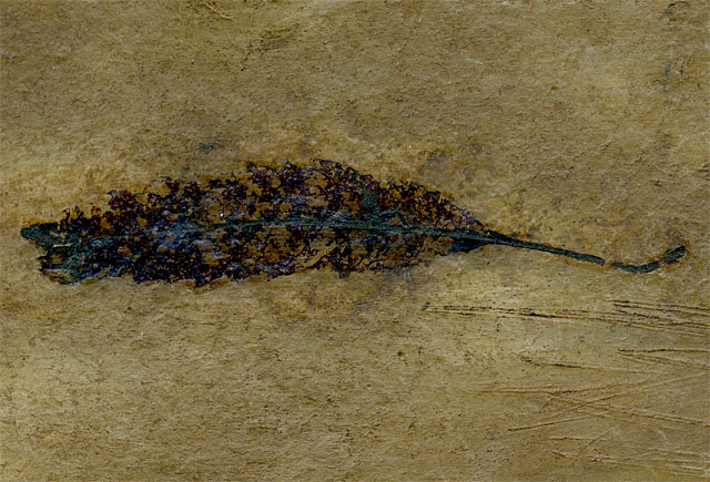 Seerosenblatt aus der Grube Messel
