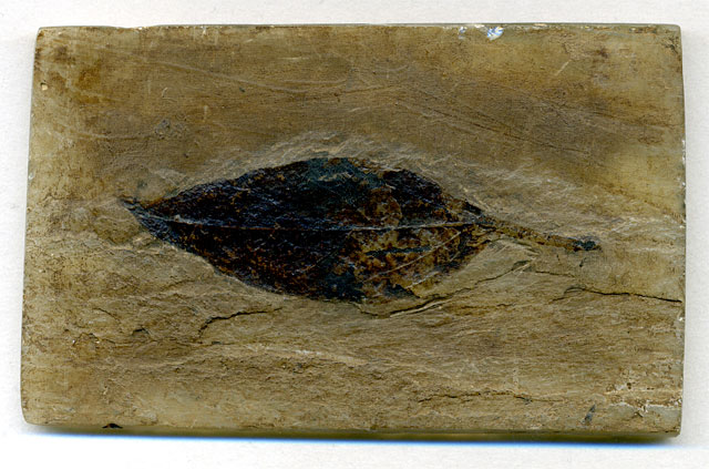 Seerosenblatt aus der Grube Messel