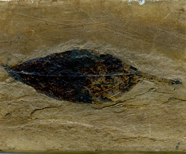 Seerosenblatt aus der Grube Messel