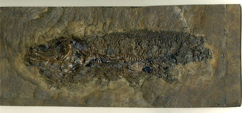 Schlammfisch aus der Grube Messel