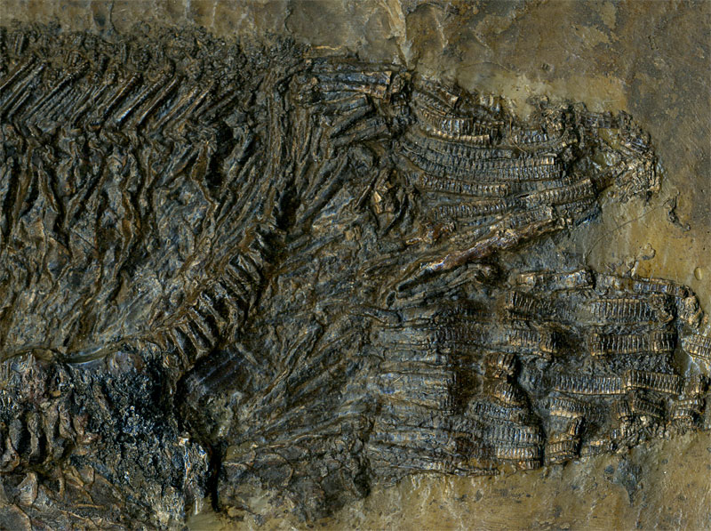 Schlammfisch aus der Grube Messel