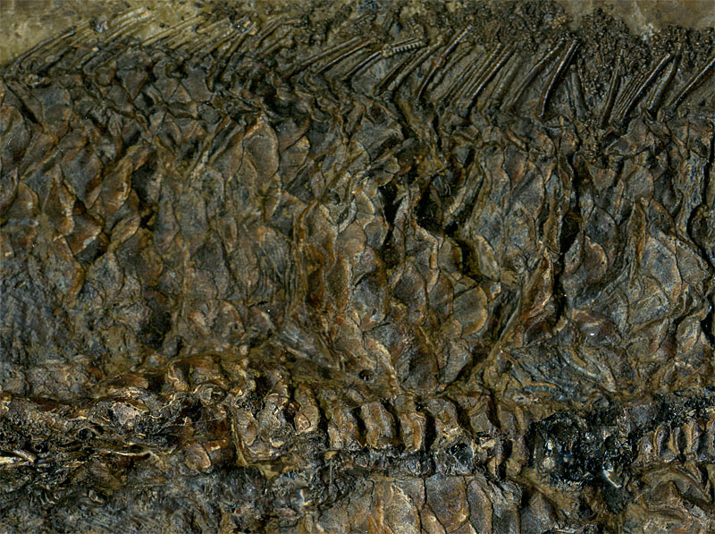 Schlammfisch aus der Grube Messel