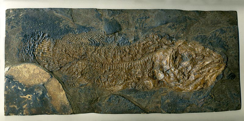 Schlammfisch aus der Grube Messel