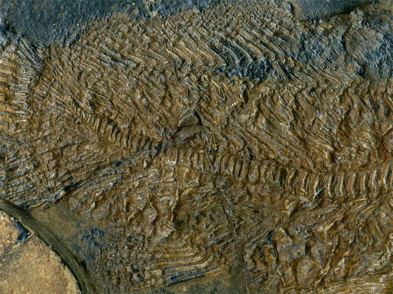 Schlammfisch aus der Grube Messel