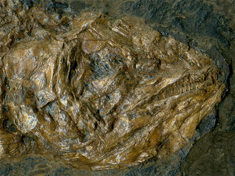 Schlammfisch aus der Grube Messel
