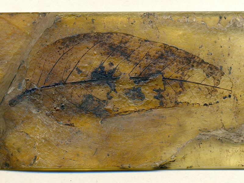 Blatt aus der Grube Messel