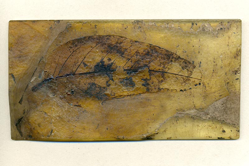 Blatt aus der Grube Messel