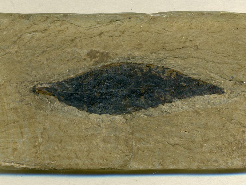 Blatt aus der Grube Messel