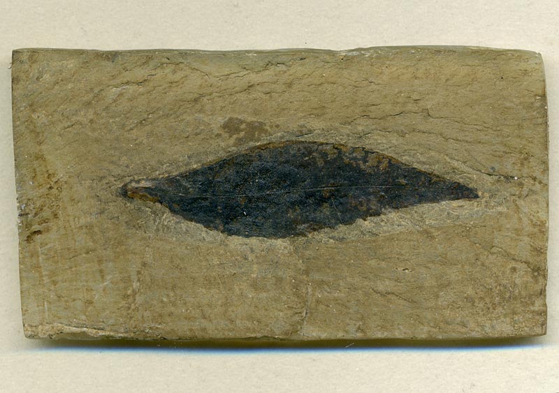 Blatt aus der Grube Messel