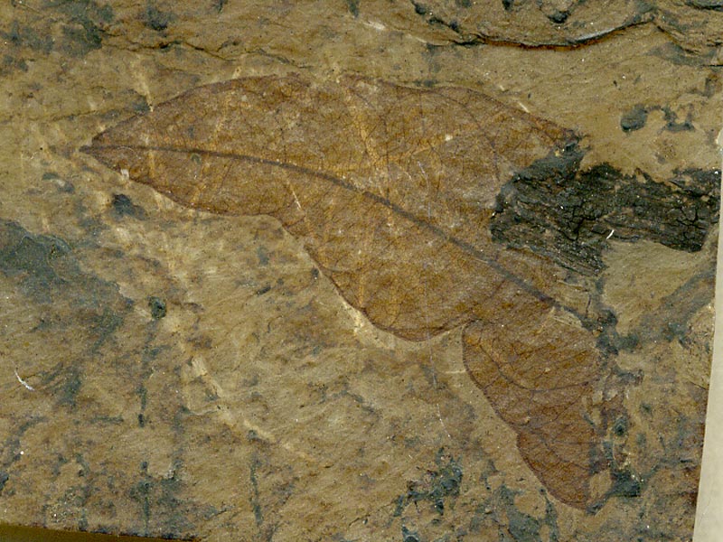 Blatt aus der Grube Messel