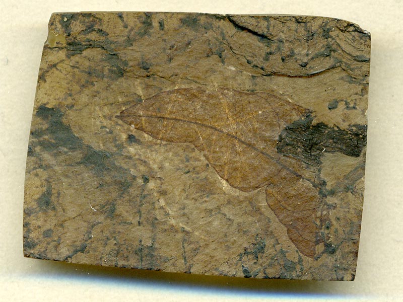 Blatt aus der Grube Messel