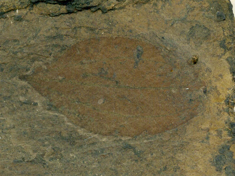 Blatt aus der Grube Messel
