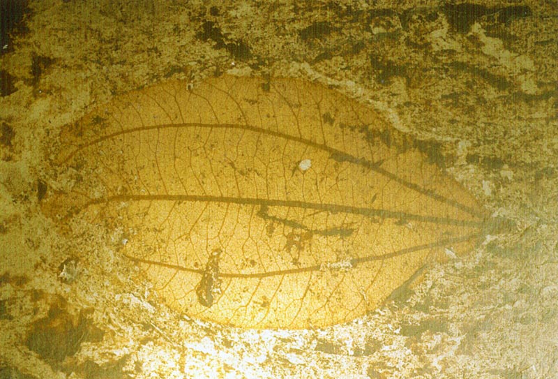 Blatt aus der Grube Messel