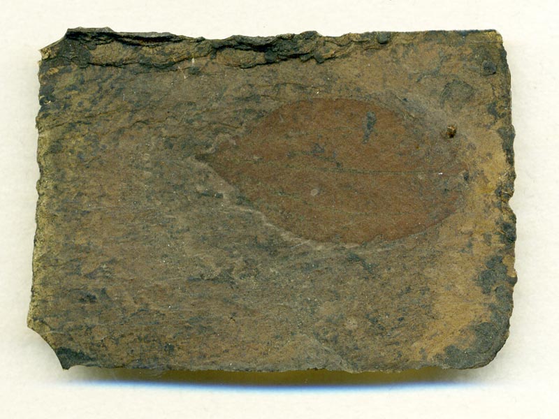 Blatt aus der Grube Messel