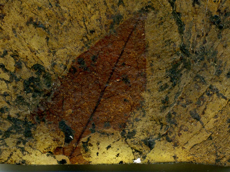 Blatt aus der Grube Messel