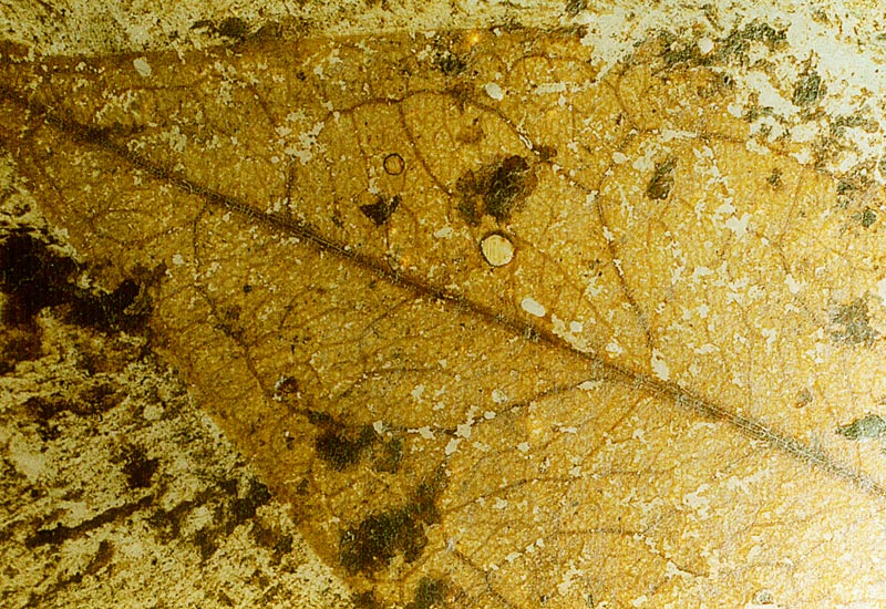 Blatt aus der Grube Messel