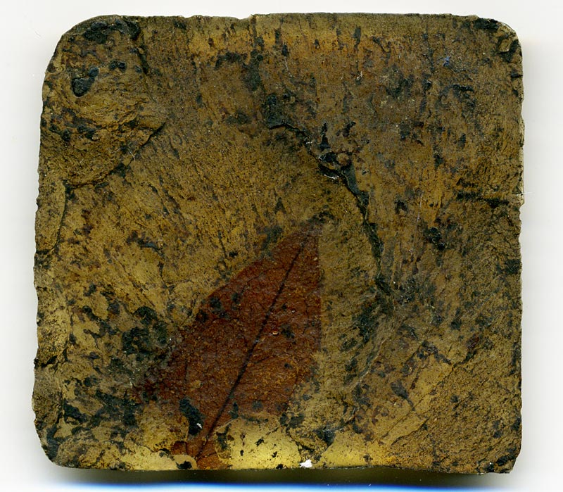 Blatt aus der Grube Messel